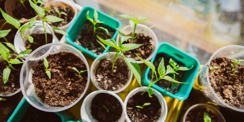 seedlings in pots of different sizes