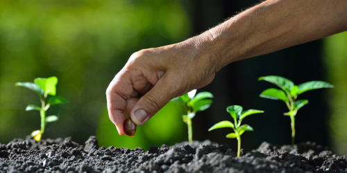 A hand planting seeds with seedlings in the foreground