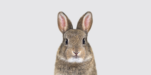 Cute Bunny Stock Image