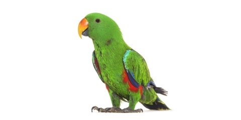 Green Bird Stock Image