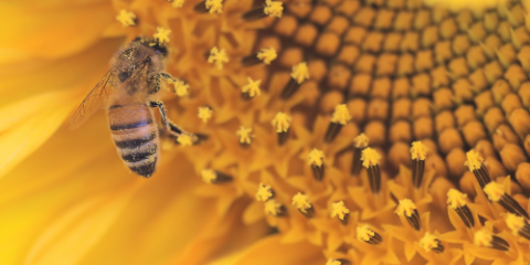 close up of a  bee on a flower