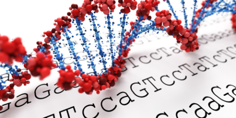 a strand of DNA