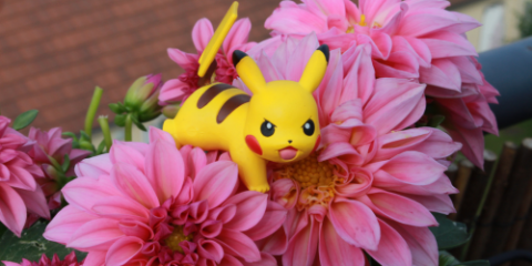 photo of pikachu on a flower