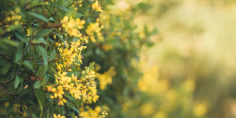 plant with yellow flowers