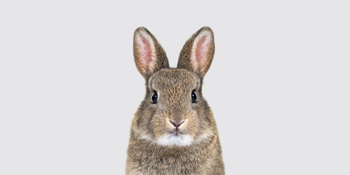 Cute Bunny Stock Image