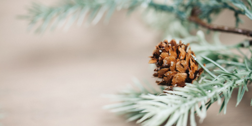 snow dusted pine tree with pinecone