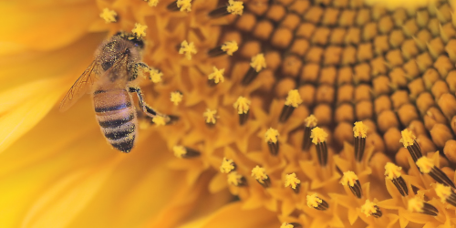 close up of a  bee on a flower