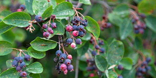 close up photo of blueberries