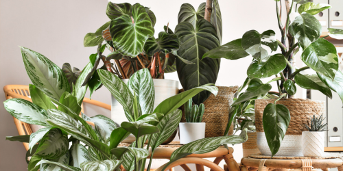 Photo of various houseplants