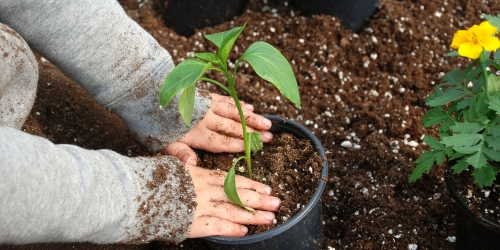 hands potting a plant