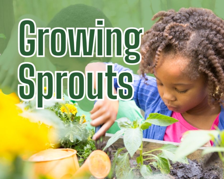 Growing Sprouts